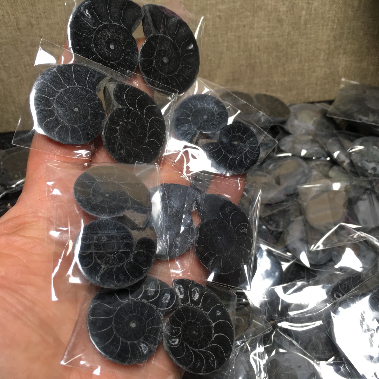 10 Pairs of Split black Ammonite Specimen Shell Healing