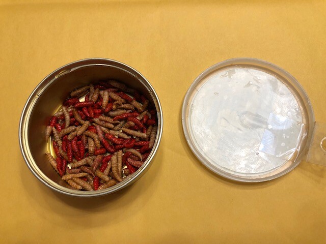 100 Maggots Freeze Dried Uncle Josh Ice Fishing Bait Reptile Spikes Add Water