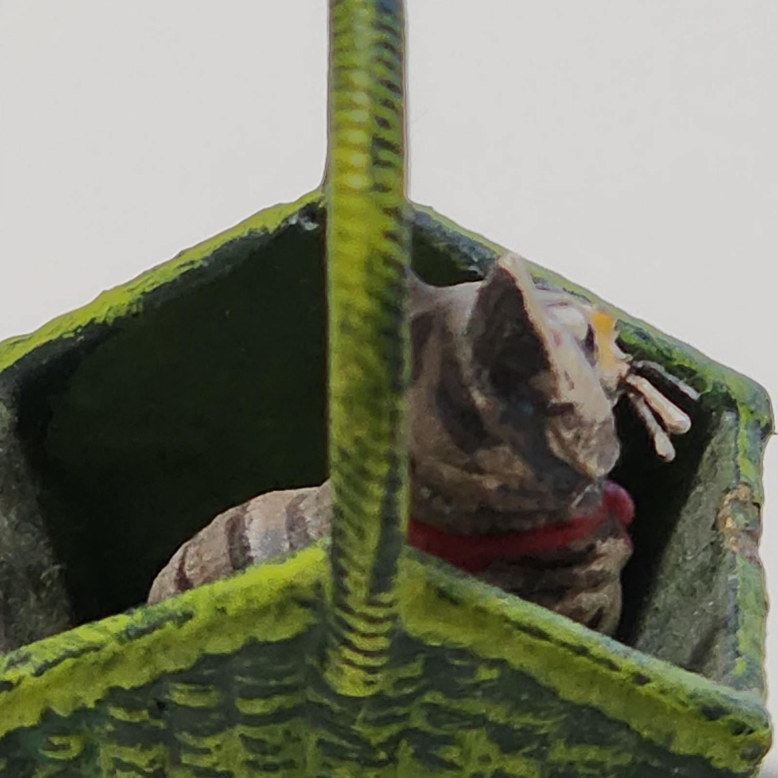 Bermann Vienna Bronze Cold Painted Kitten in Green Basket Figurine