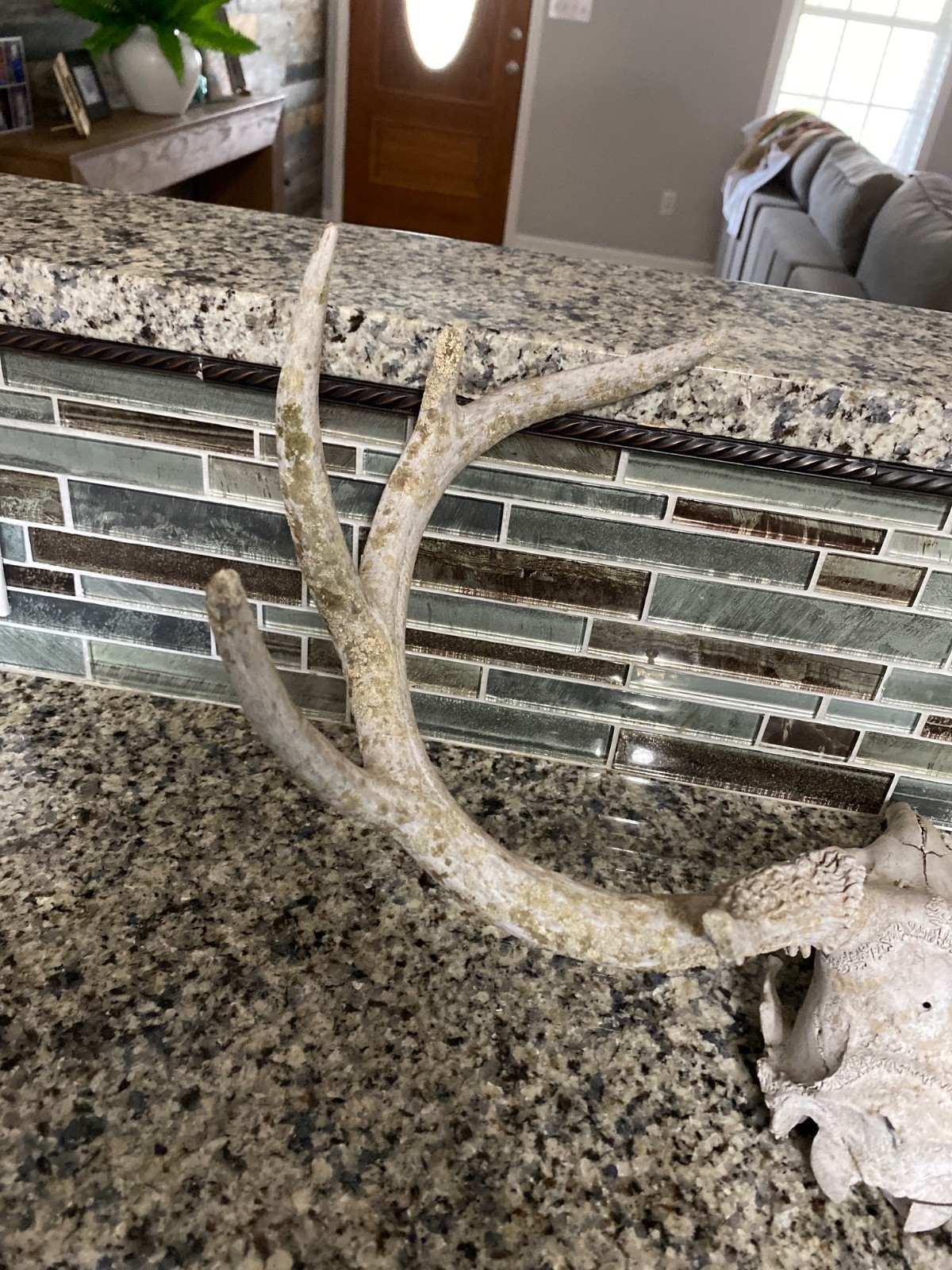 Wild 9 Point Whitetail Deer Antler Rack Horn Skull Decor Man Cave Cabin Decor