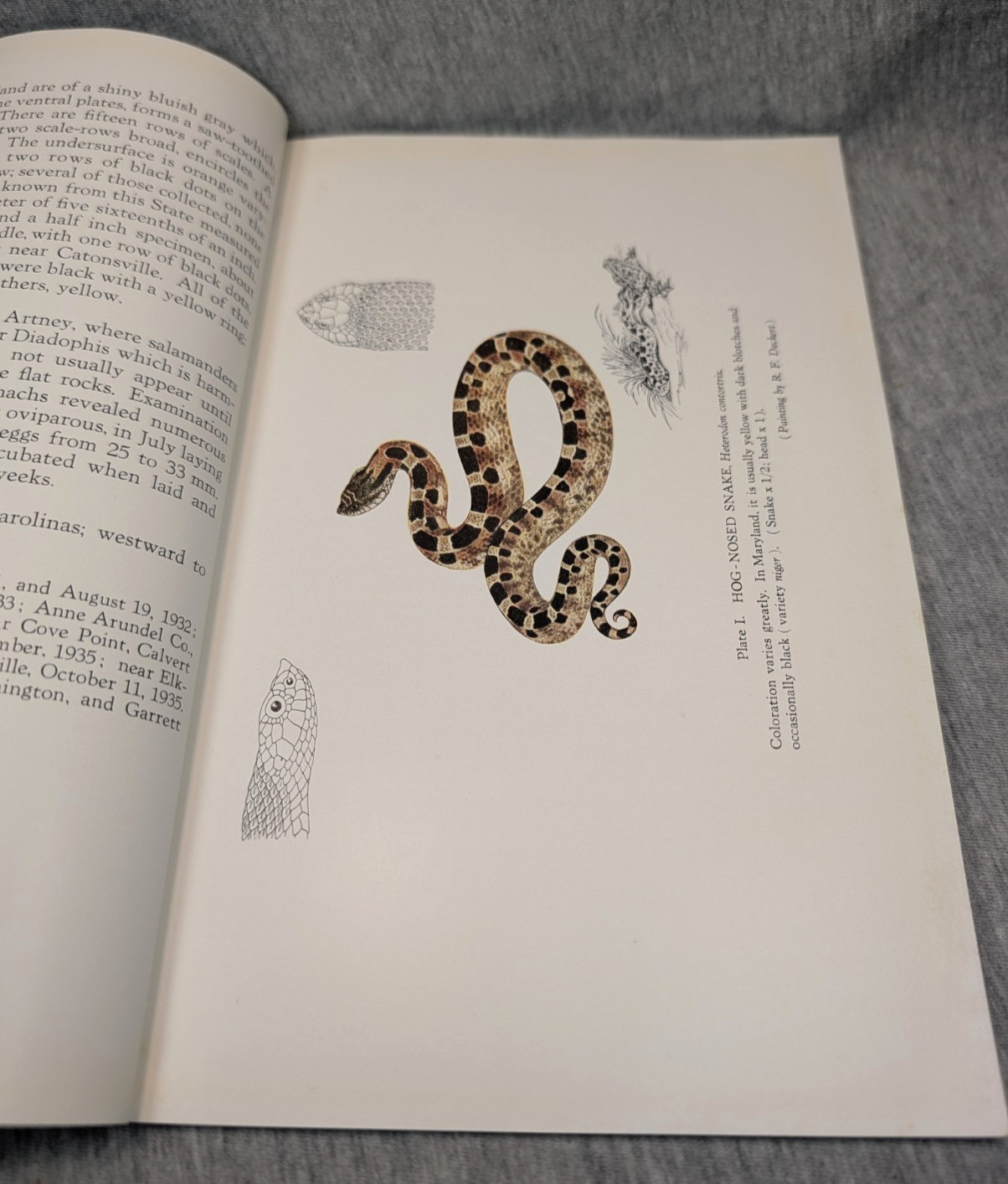 1936 Snakes of Maryland Illustrated Book Howard Kelly Color Plates 1st Edition