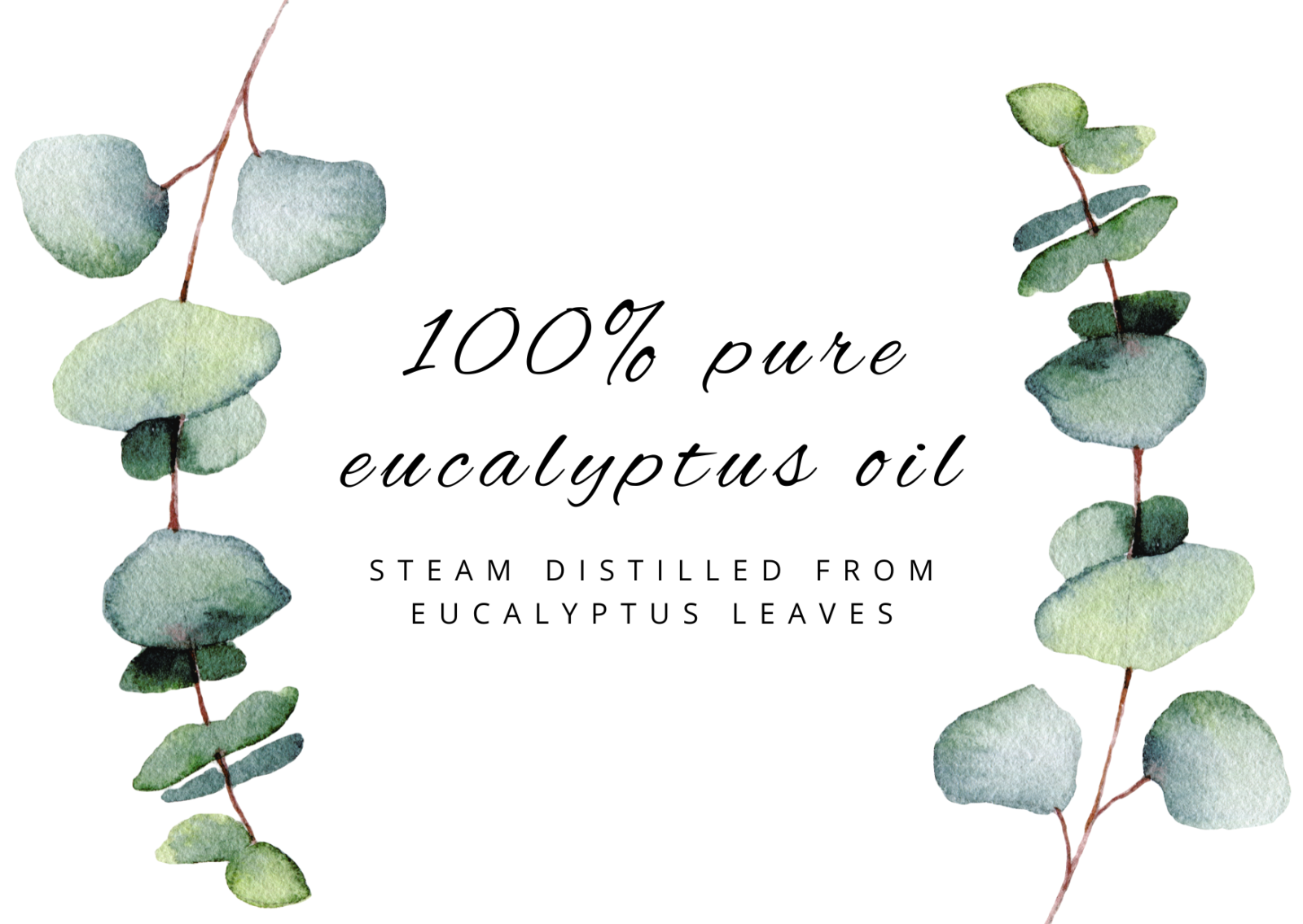 Eucalyptus Globulus Essential Oil 100% Pure Free Shipping Many Sizes