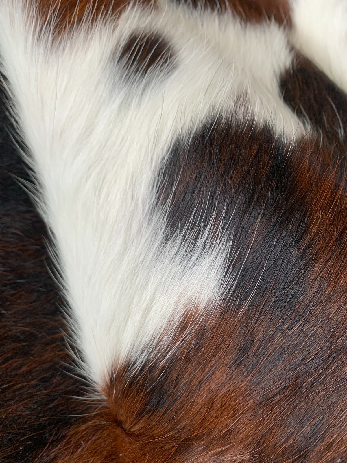 Tricolor Cow Hide Real Skin Leather Rug - Average Size 6X6 feet New Cowhide Rug