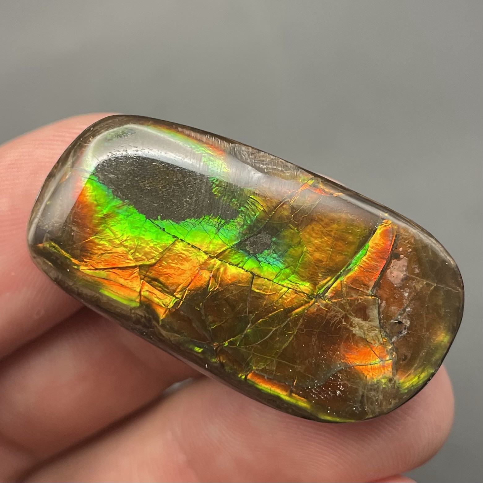 Incredible Ammonite Fossil Ammolite Alberta Canada Gemstone