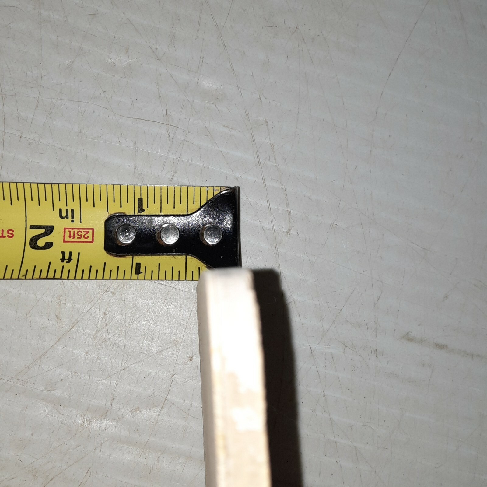 Geocoma Carinata Starfish Fossil Zandt, Germany