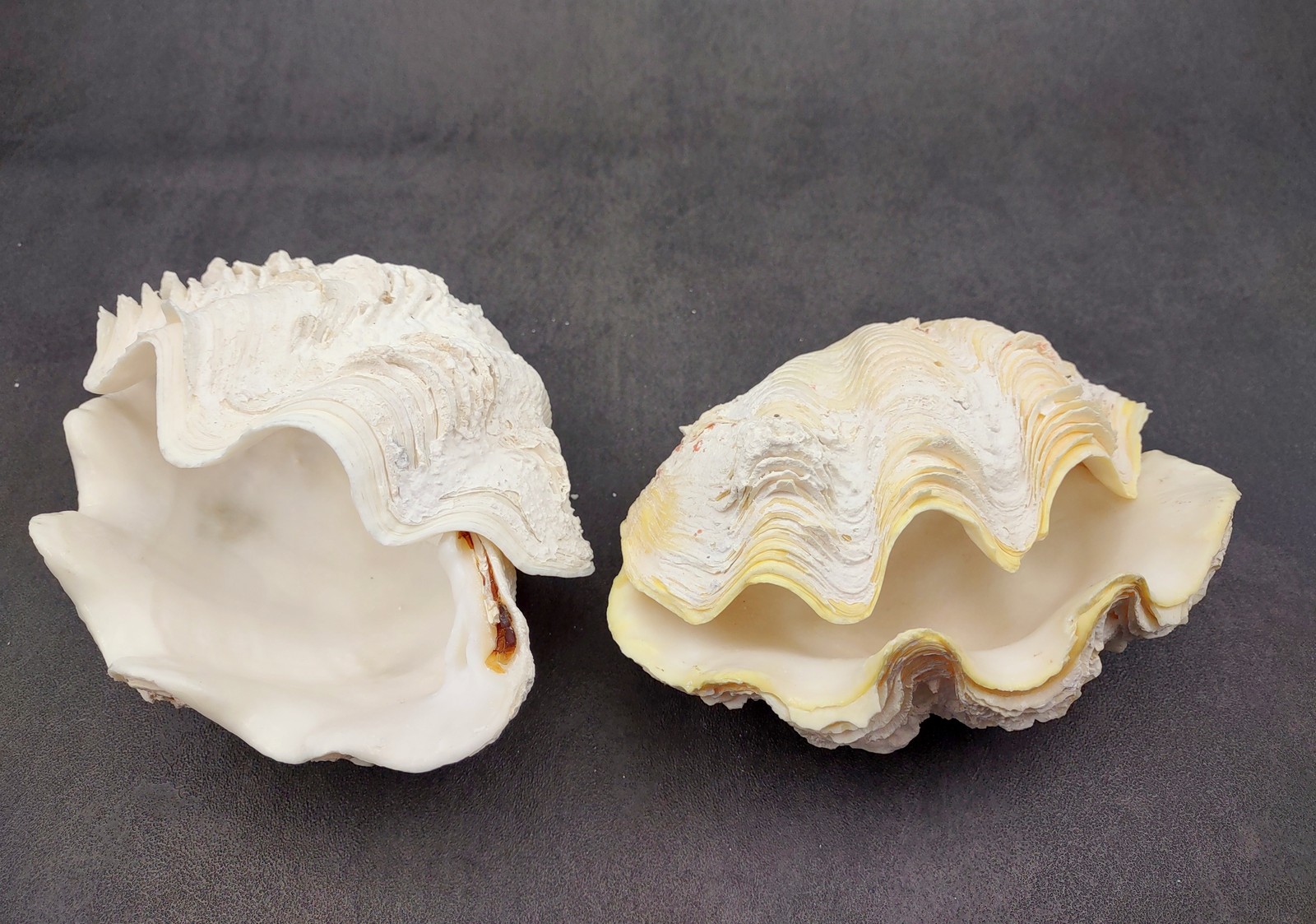 Derasa Clam Seashell White Tridacna Derasa (1 shell approx. 5+ inches)