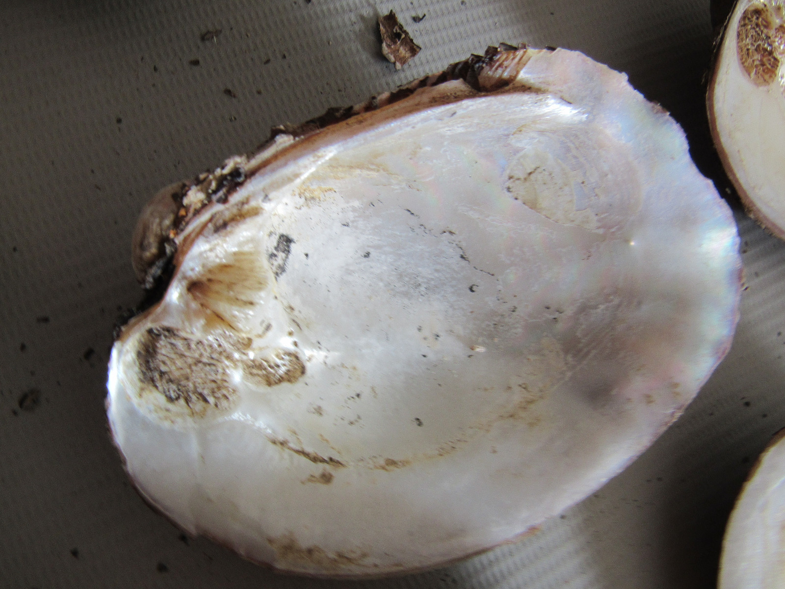 Set of 40 Fifty Year Stock Mother of Pearl Unpolished Freshwater Mussel Shells