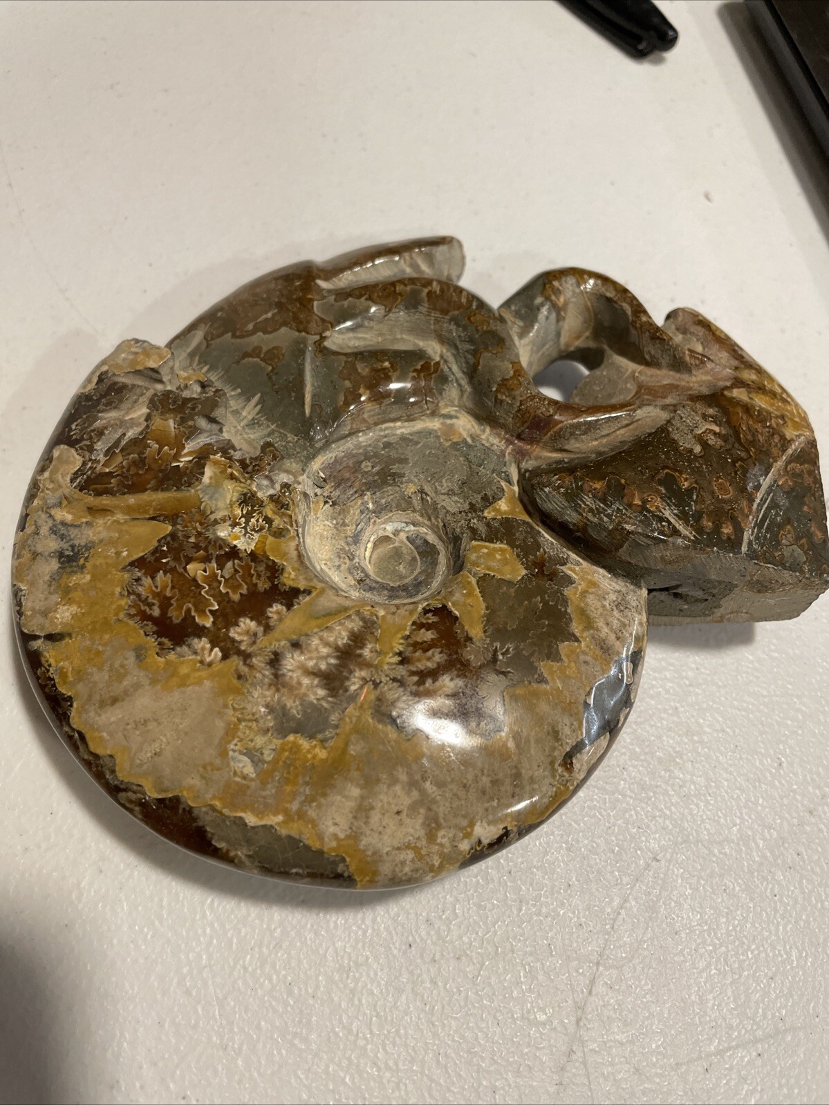 Small Fossilized Agatized Polished Ammonite Specimen 6 inches 1# 10oz