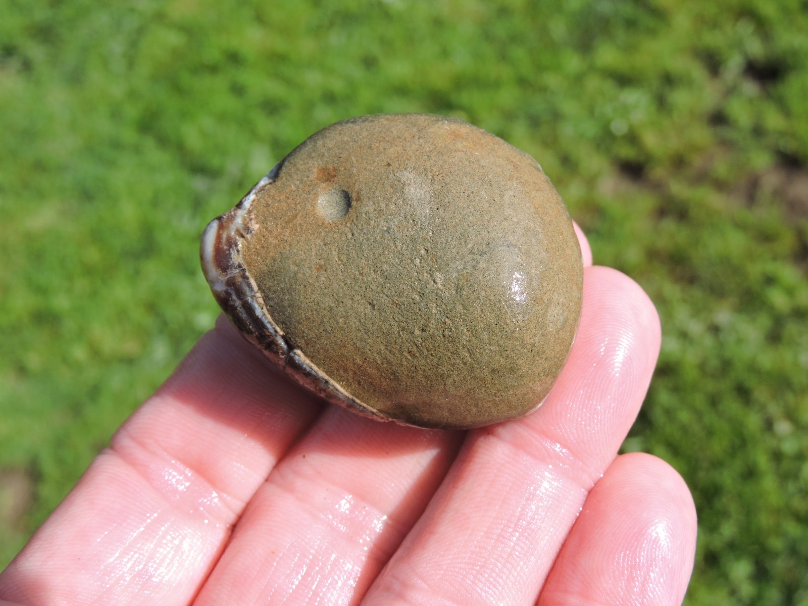 Box of MIXED Pacific Coast CLAM FOSSIL SHELL STONES Anadara, Steinkern ( 4 lb )