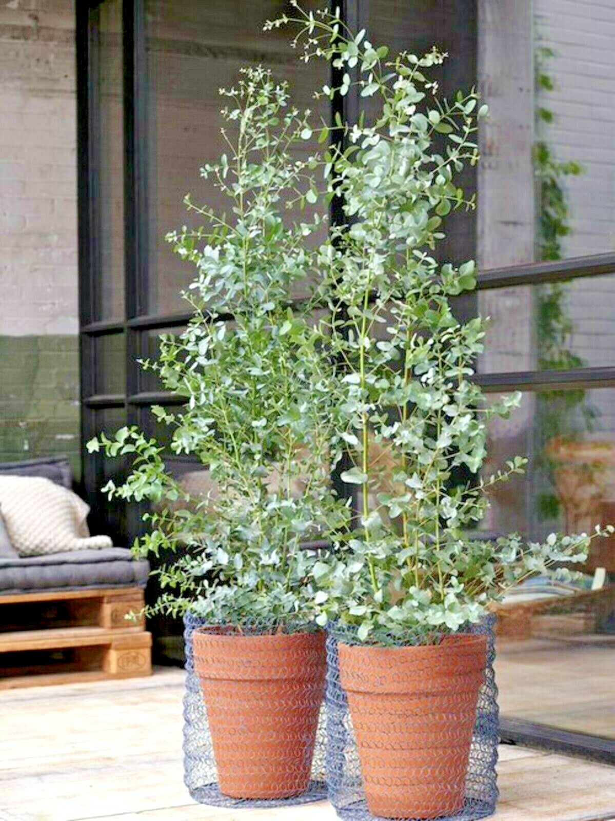 Eucalyptus LEMON EUCALYPTUS SEEDS (Lemon Scented Gum) rainbow Gum tree seed bulk