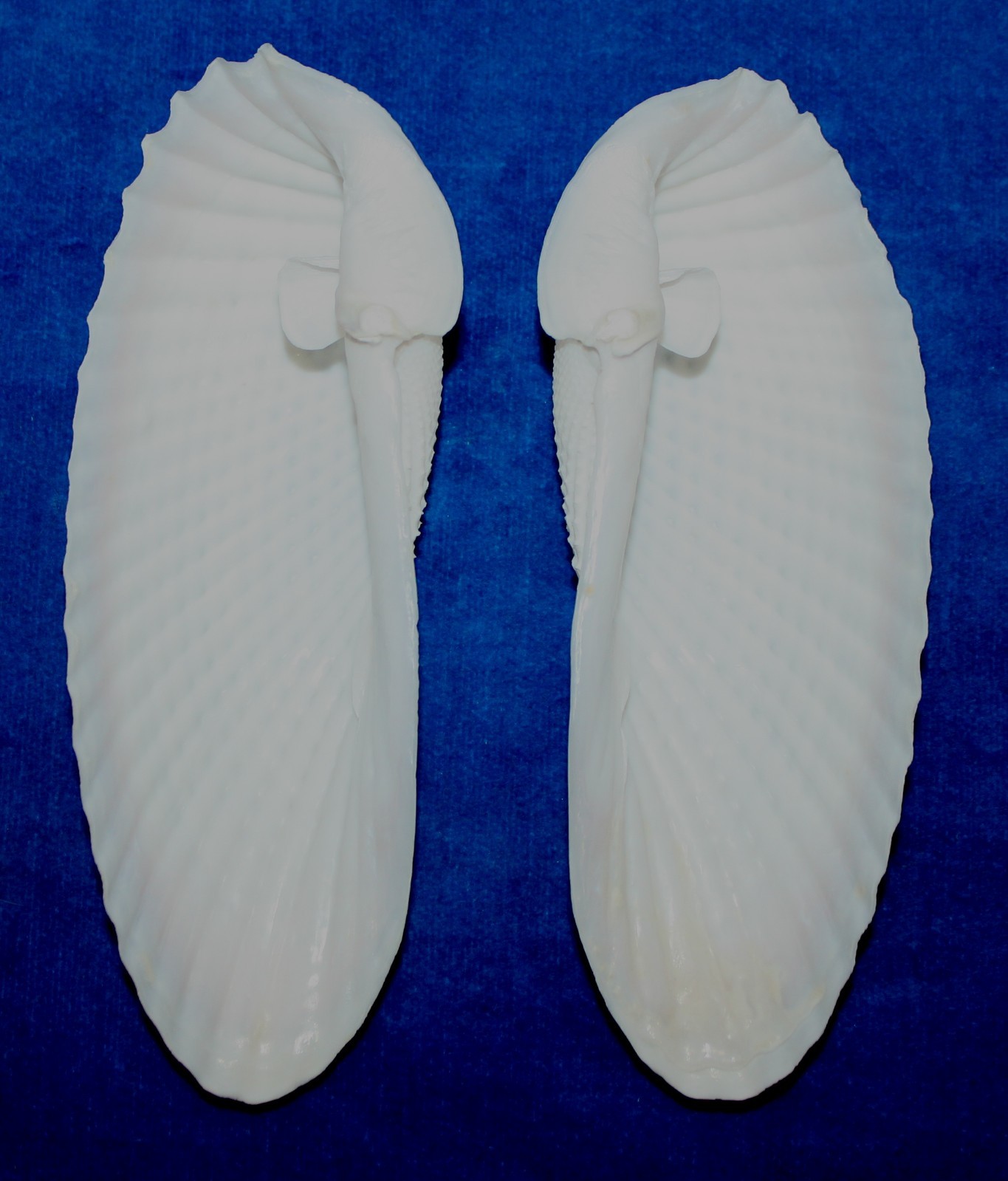 Seashell Angel Wings BIG cyrtopleura costata Florida 131mm F+ #S-16