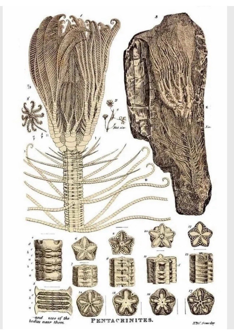Utah Fossil Star Crinoid Stems Pentacrinus Jurassic Age Echinoderm