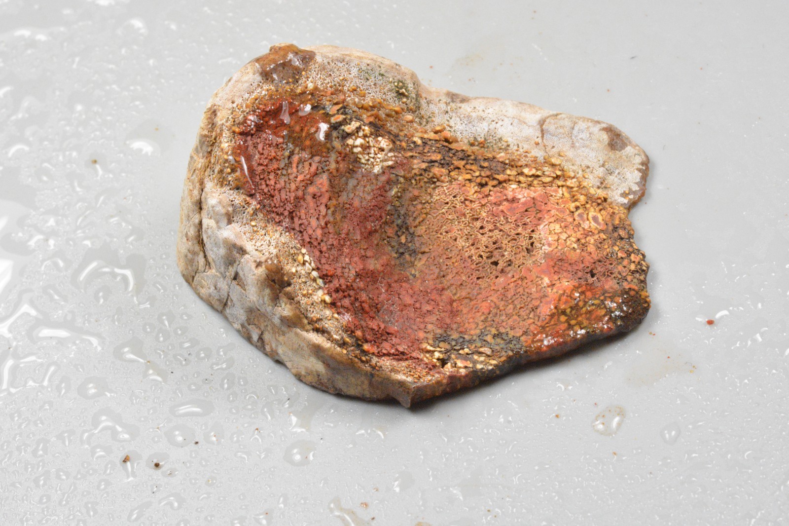 Orange Agatized Dinosaur Bone, New Mexico, 120 grams