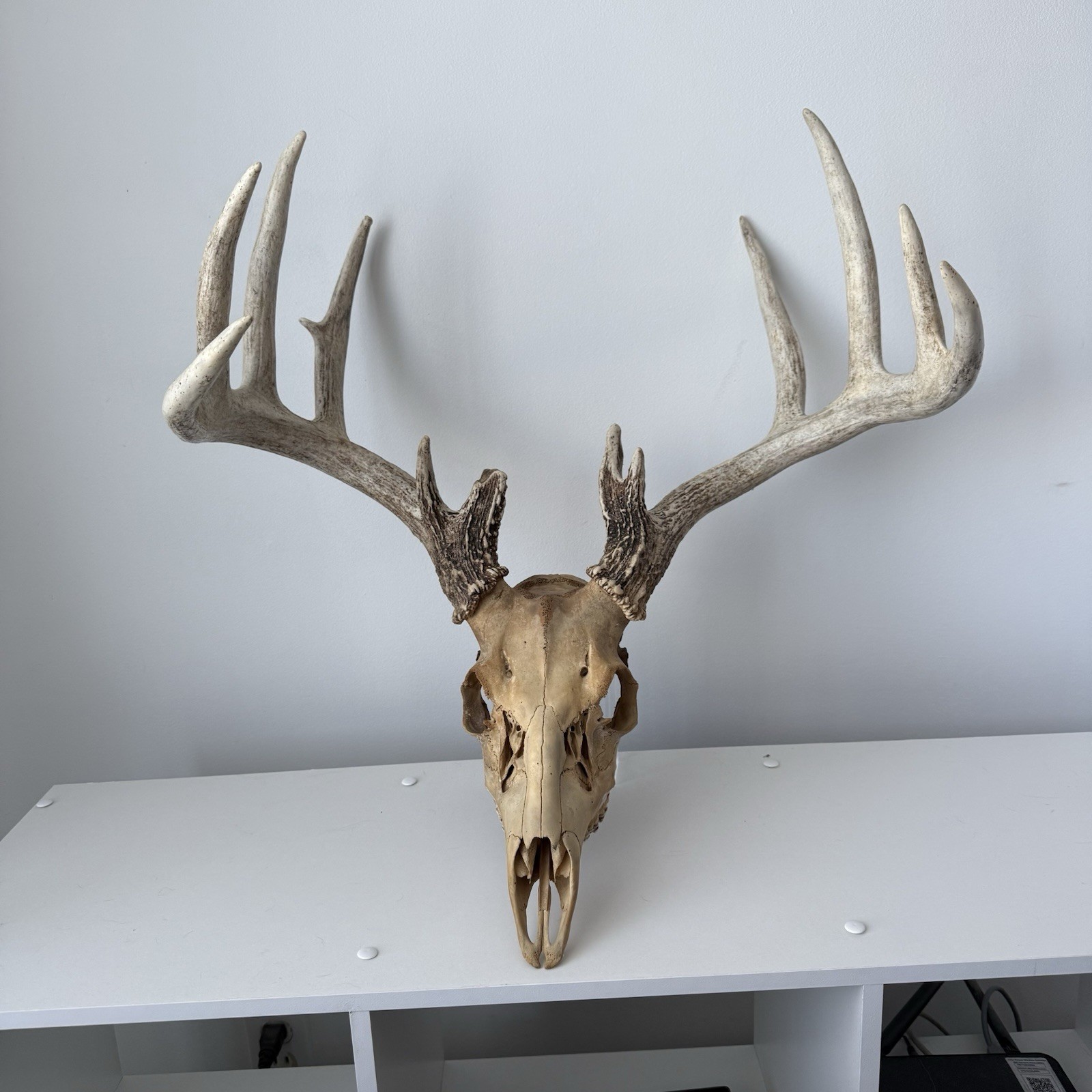 Wild 12 Point Whitetail Deer Antler Rack Horn Skull European Mount Man Cave 151"