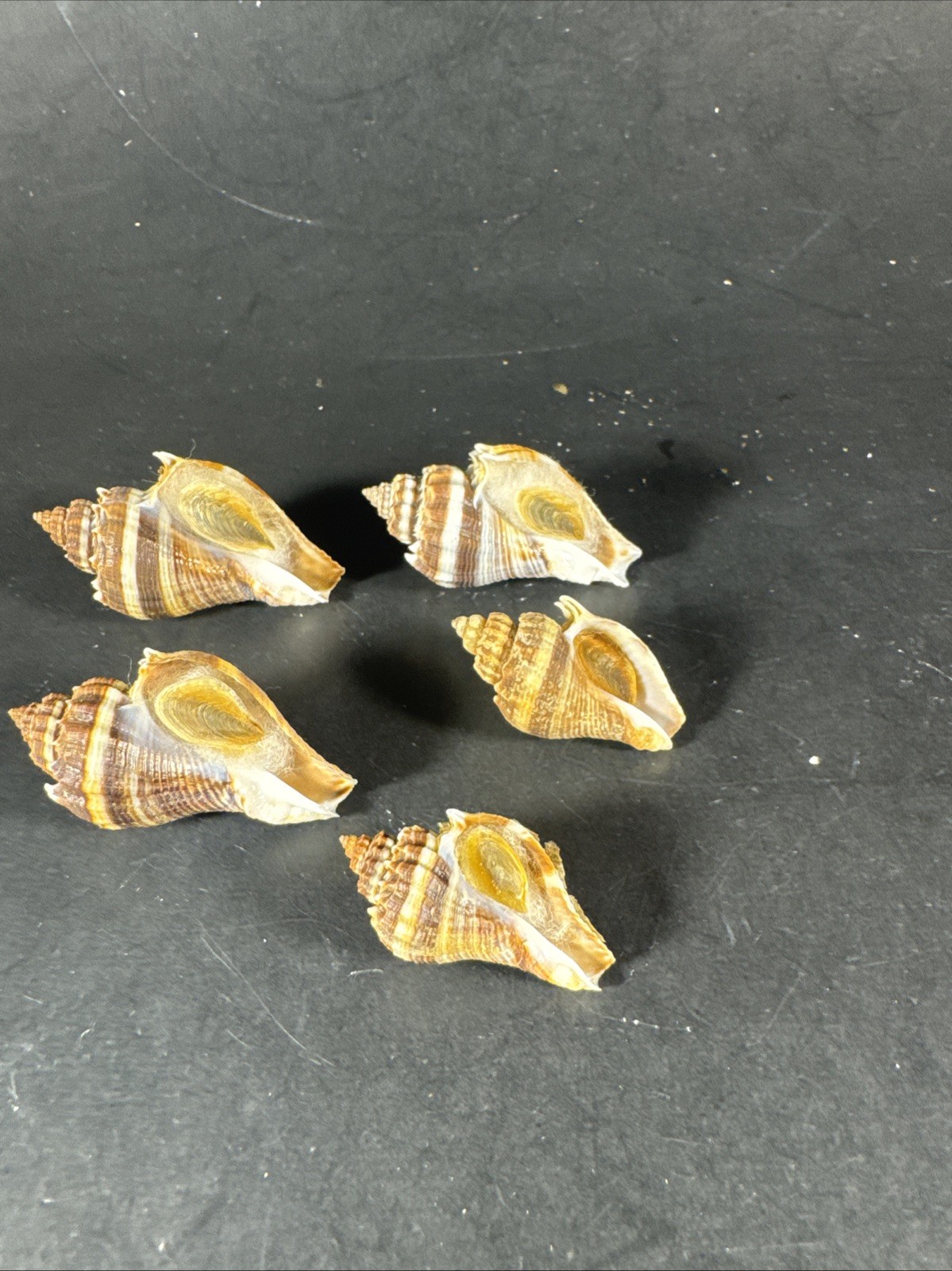 Melongena corona. Collected in Florida Lot Of 5 W/O 36mm To 52mm