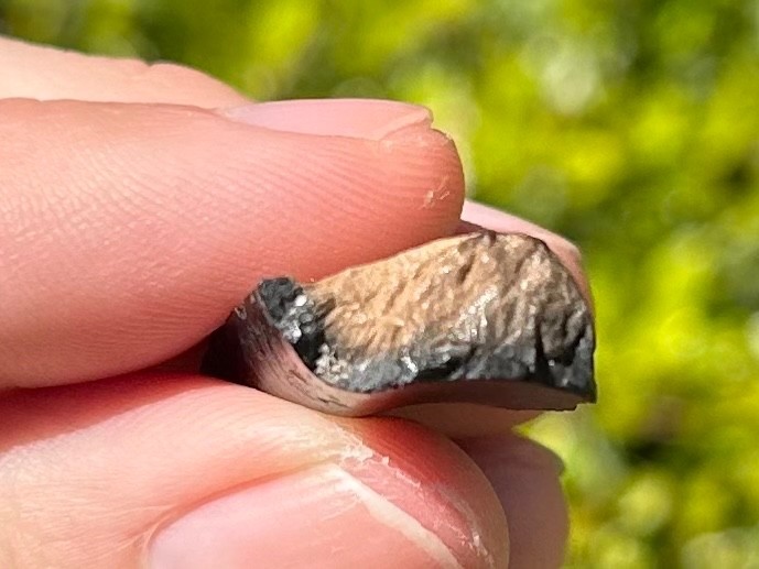 Fossil Giant Armadillo Tooth Holmesina Pleistocene Ice Age Mammal Florida