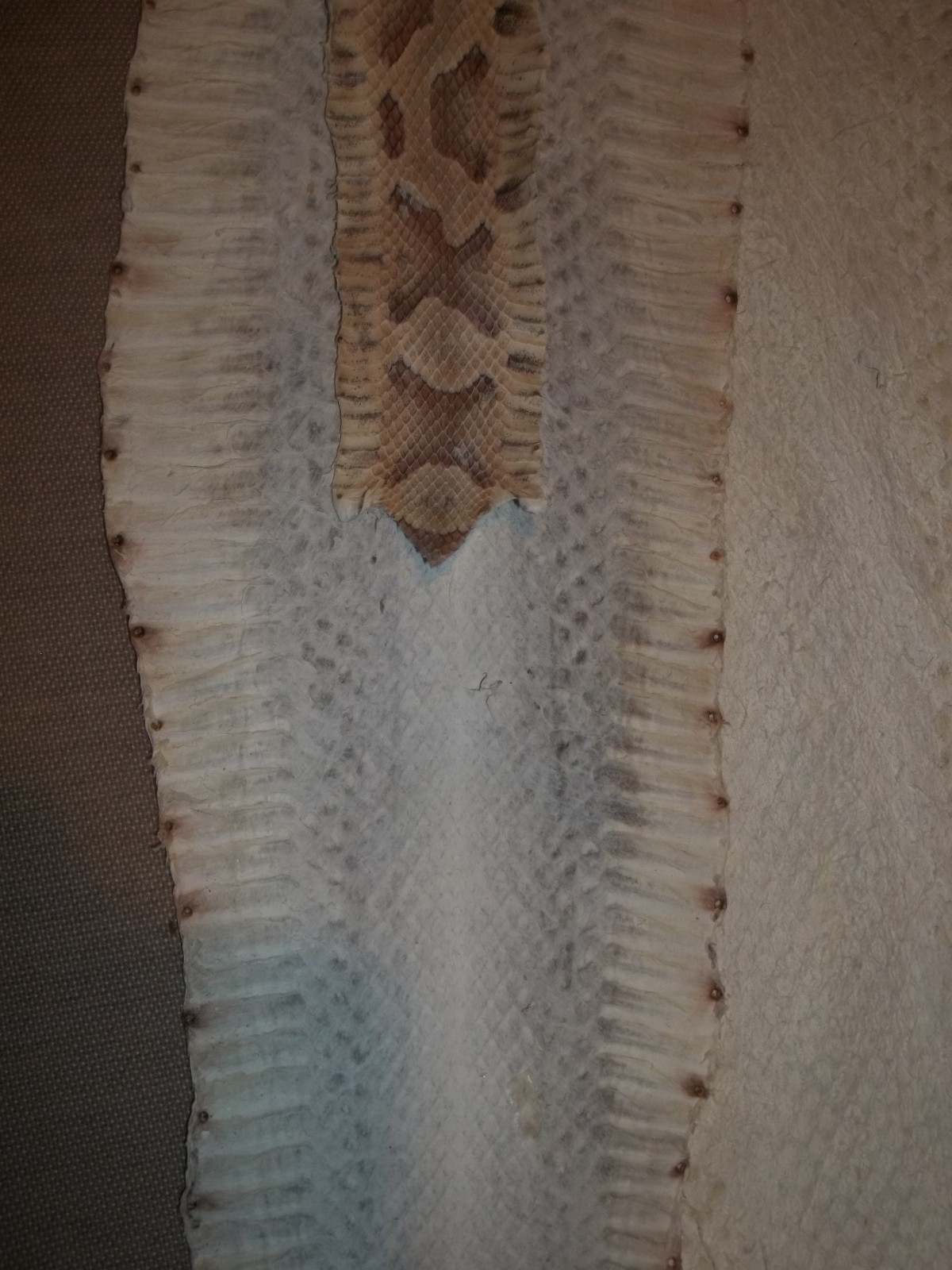 Tanned Copperhead skin 2-1/2" X 24-1/2" "Agkistrodon contortrix"