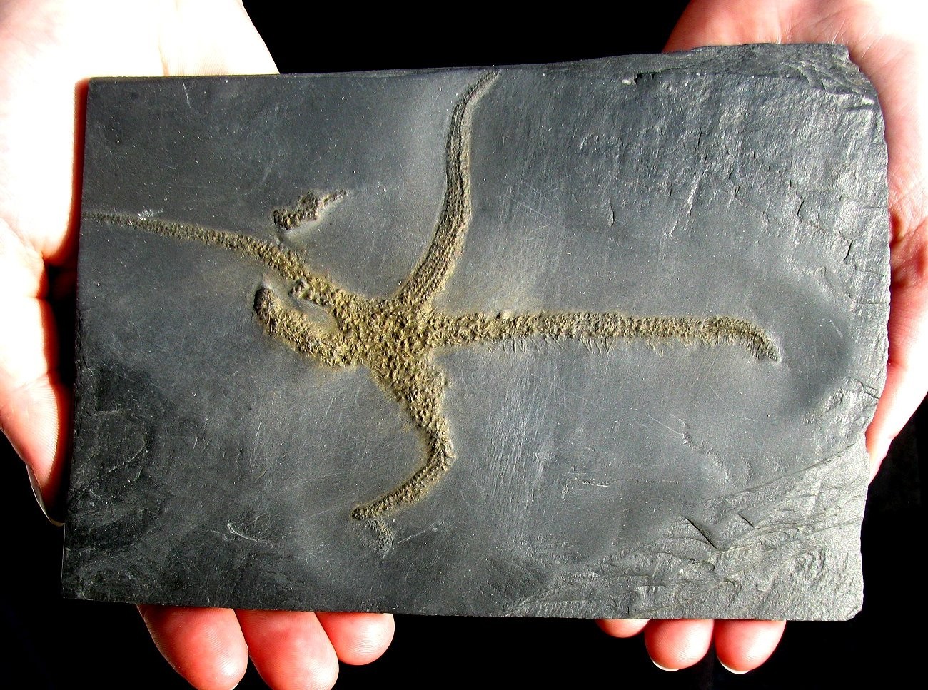 HUGE, DETAILED, FIVE-ARMED URASTERELLA STARFISH FOSSIL - BUNDENBACH, GERMANY!