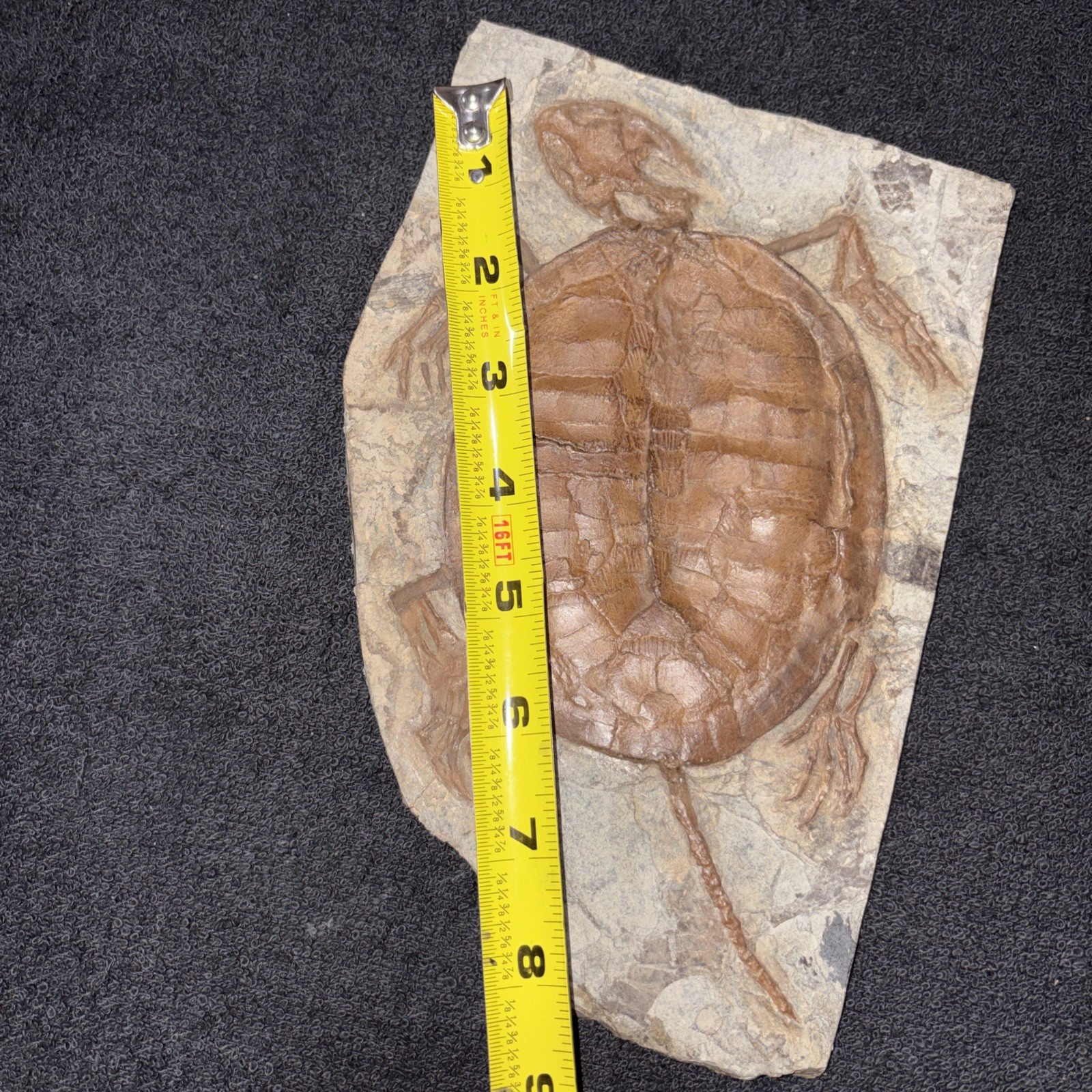 8 1/2 Inch Fossil Turtle Bought As Real, Think It Is A Cast ?? Cretaceous China