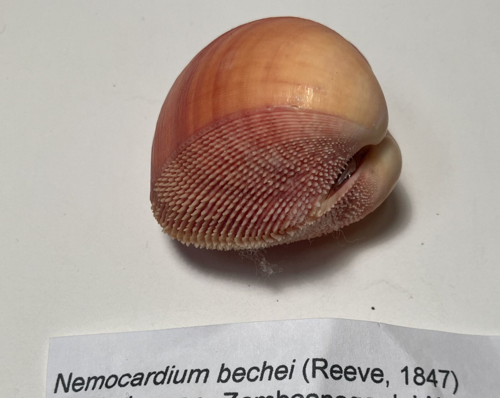 Bechei's Cockle. Nemocardium bechei. Great shape. Philippines