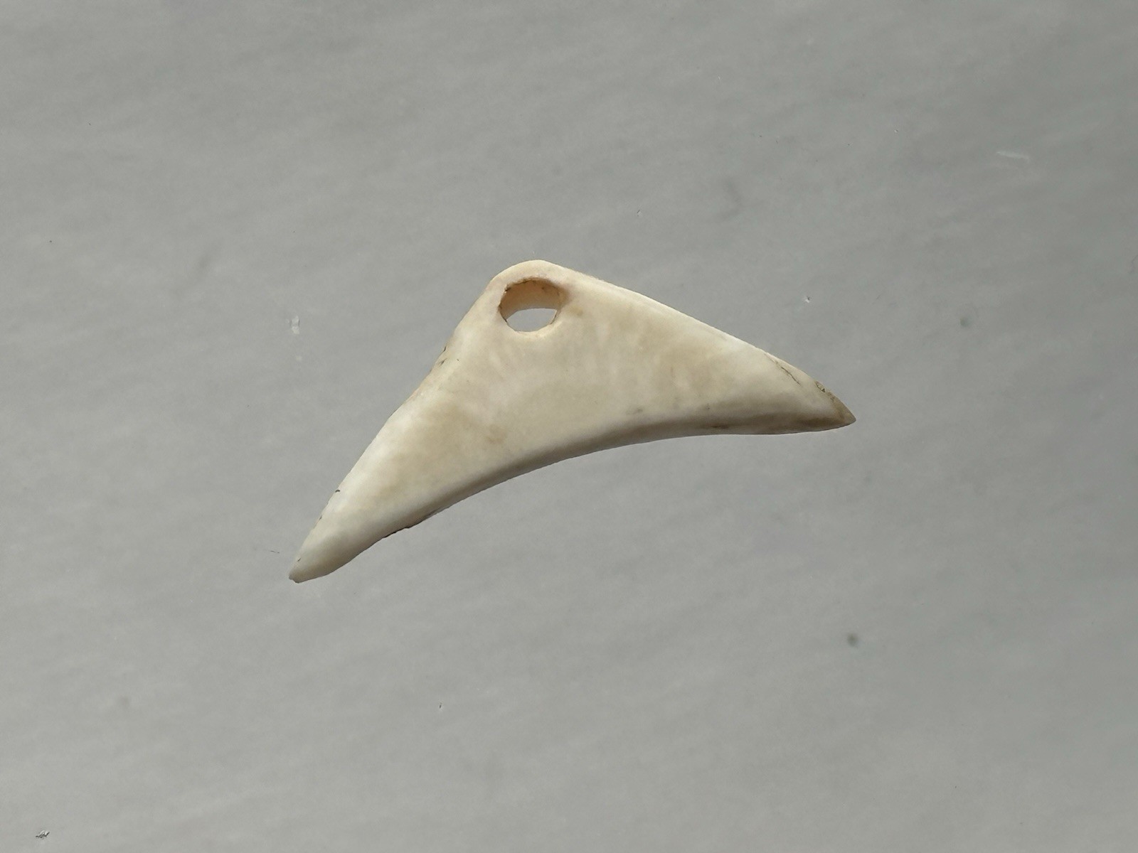 NICE ANASAZI HOHOKAM MIMBRES DRILLED SHELL PENDANT / GORGET FROM ARIZONA