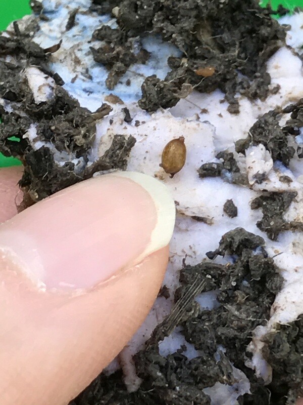 2000 Red Wiggler Worms for Organic Gardening Vermicomposting Vermi