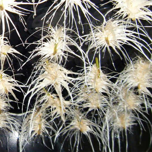 Cloning Bucket 21 Site Cloner + 4 Site Aeroponic Garden by PowerGrow Systems