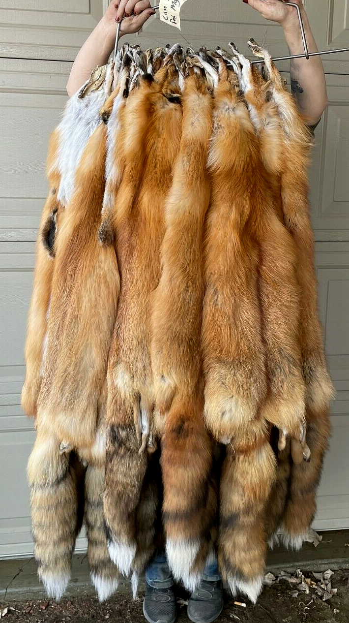 Tanned Canada Red Fox Winter “Heavy Fur” XL Pelt, Hide, Medium Grade (canrfmg)