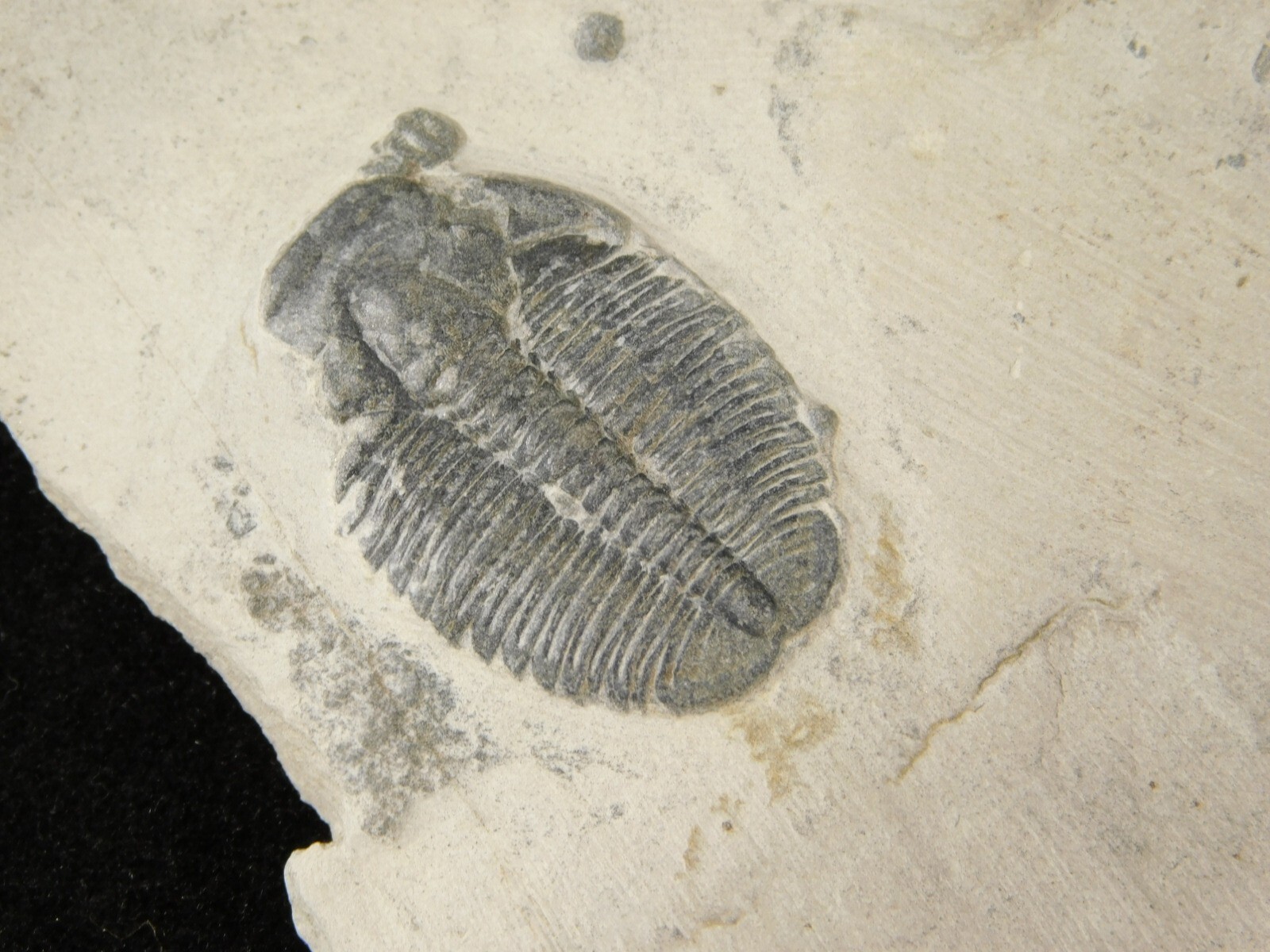Small 100% Natural Elrathia TRILOBITE Fossil From Cambrian Utah