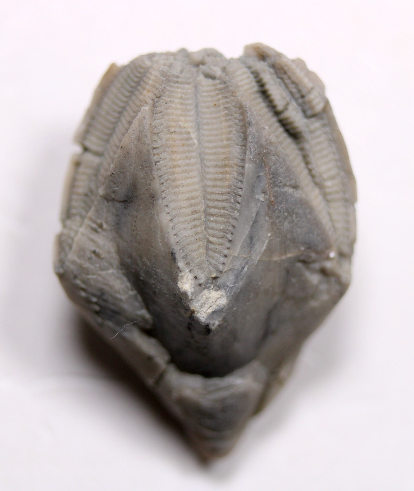 Pentremites Blastoid Fossil Kentucky Mississippian Glen Dean Fm Carboniferous