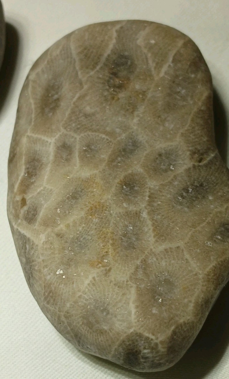 High Pattern Petoskey Stone Lot Natural Great Lakes Michigan Unpolished Fossils