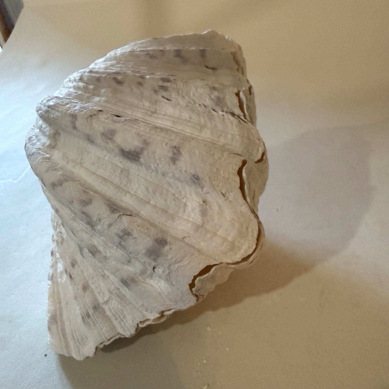 CLAM SHELLS MATCHING PAIR