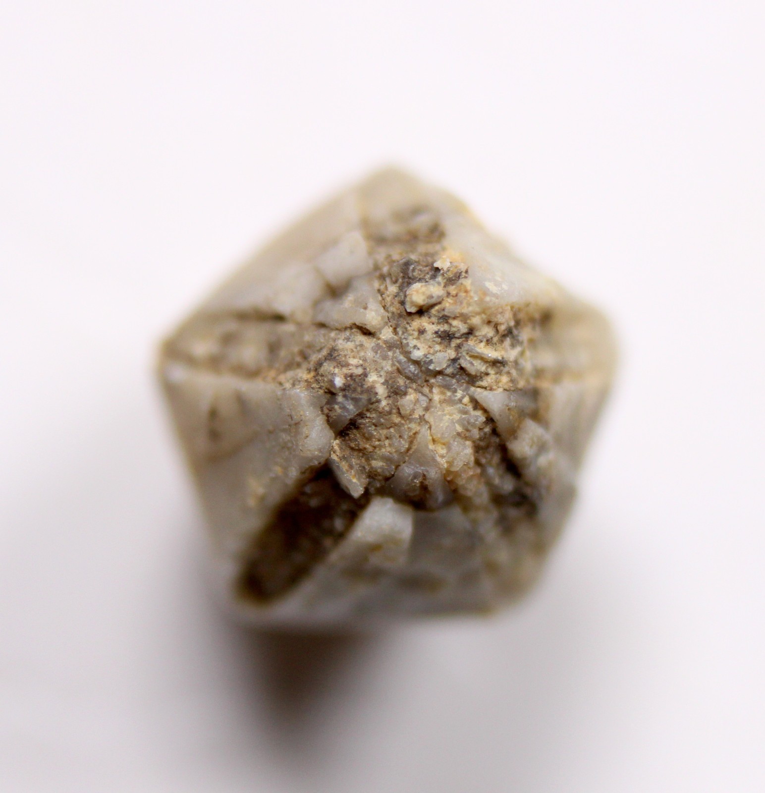 Troosticrinus reinwardti Blastoid Fossil Silurian Tennessee Brownsport Formation