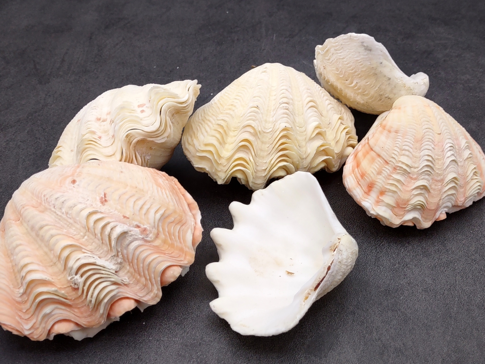 Derasa Clam Seashell White Tridacna Derasa (1 shell approx. 3+ inches)
