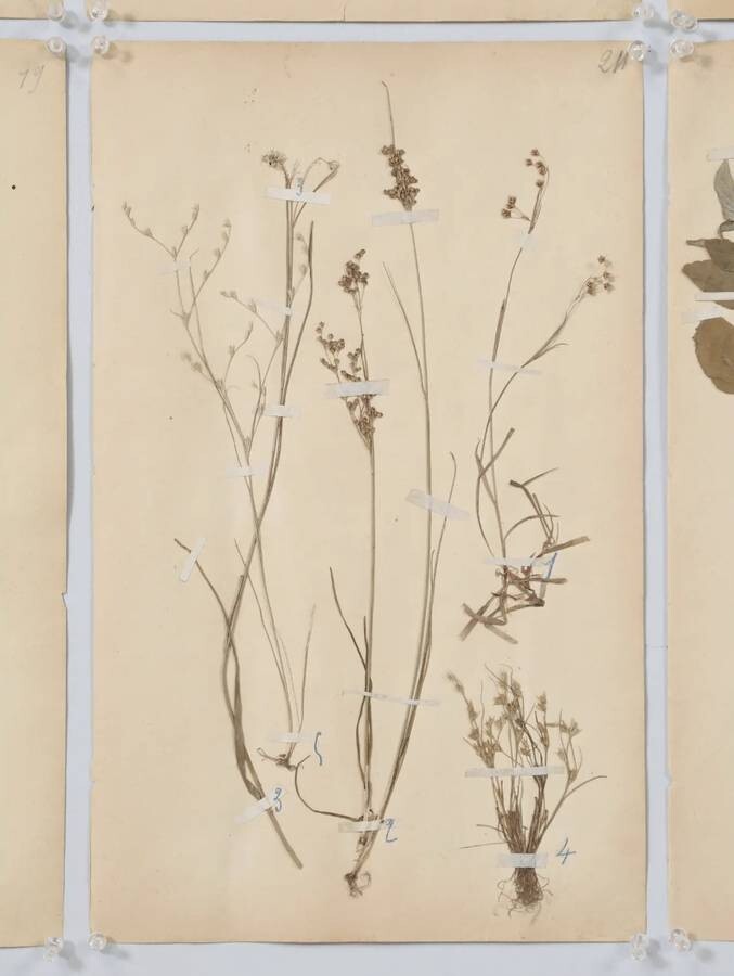 ANTIQUE PRESSED BOTANICALS C. 1893 FROM A FRENCH MONASTERY SCHOOL