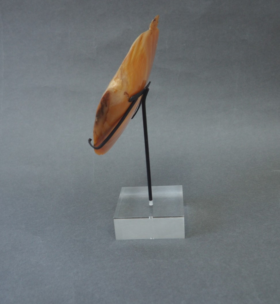 BEAUTIFUL OLD MOUNTED OCEANIC NEW BRITAIN PAPUA NEW GUINEA ARAWE CURRENCY SHELL