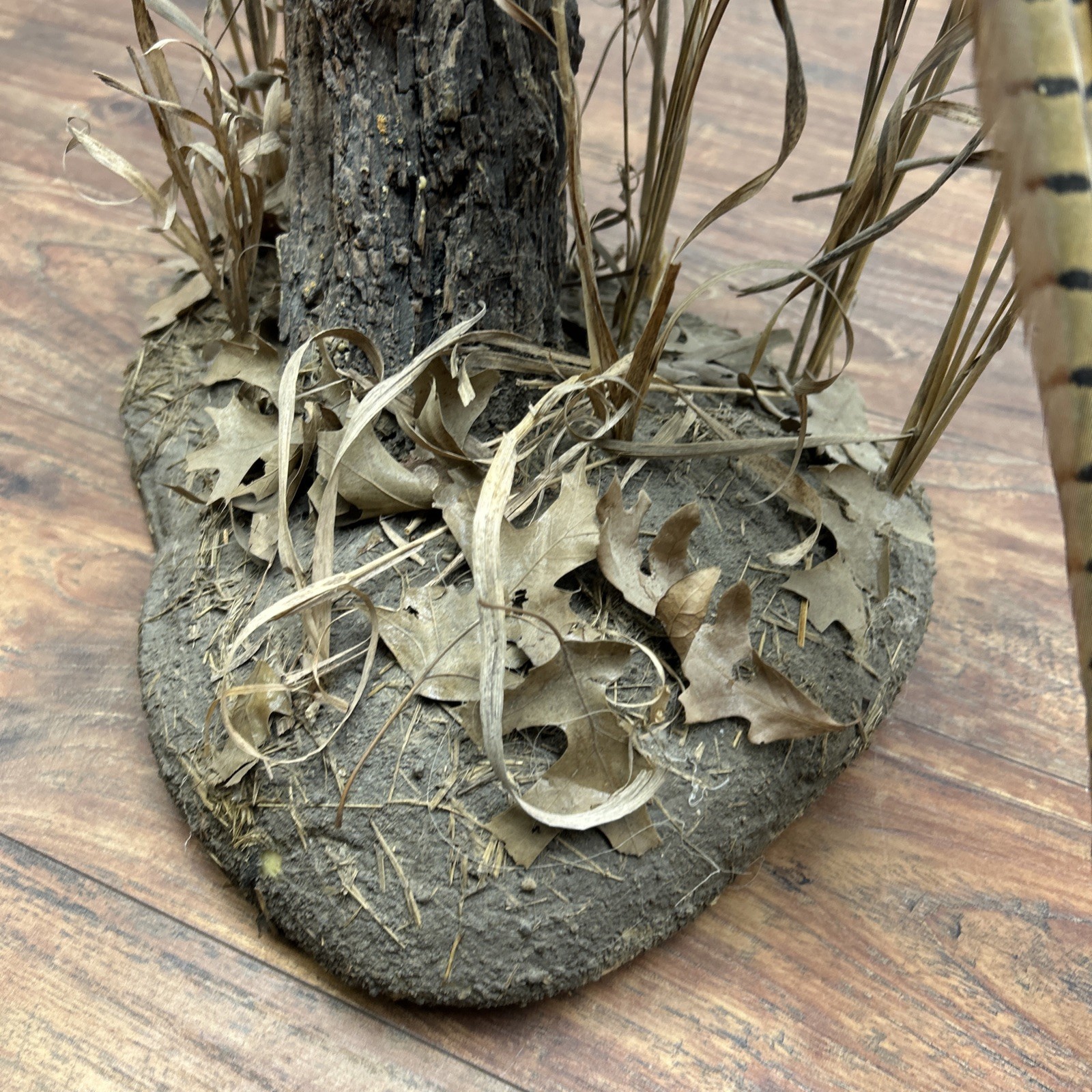 Ringneck Rooster Pheasant Taxidermy Standing Mount Habitat Base Foliage Wood