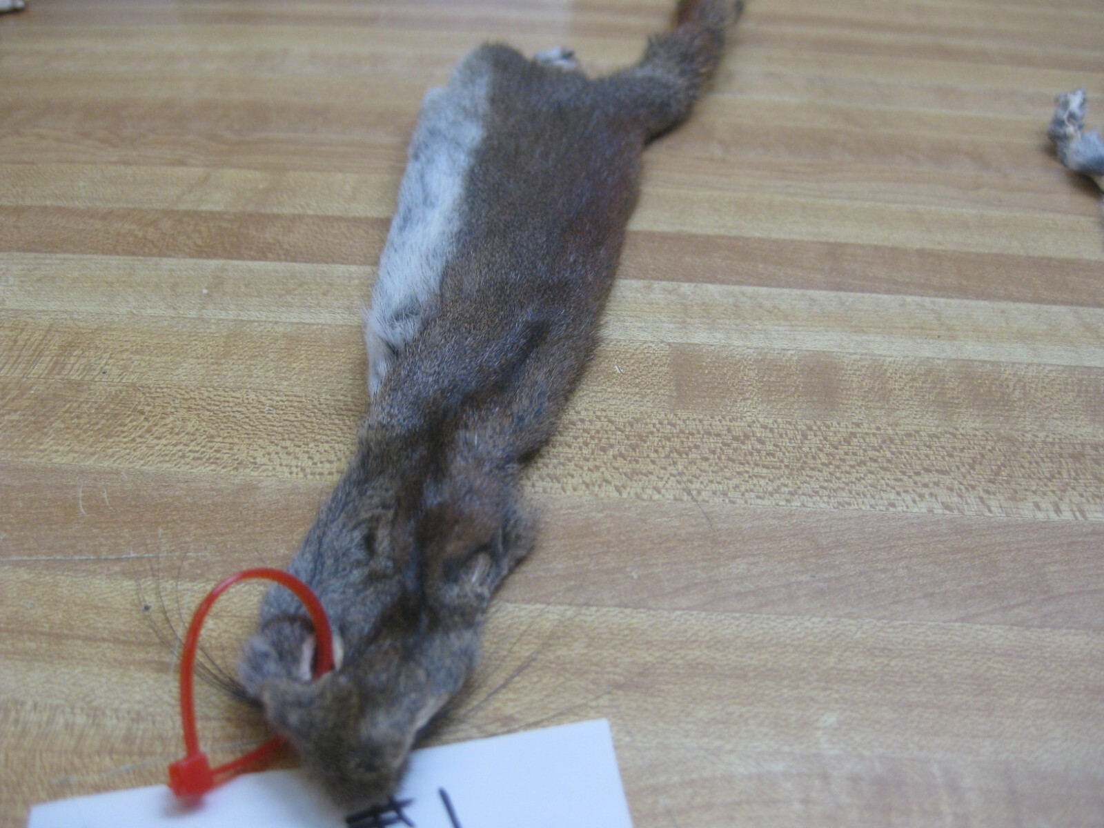 Canadian Red Squirrel Tanned Fur - Craft - Red Tag