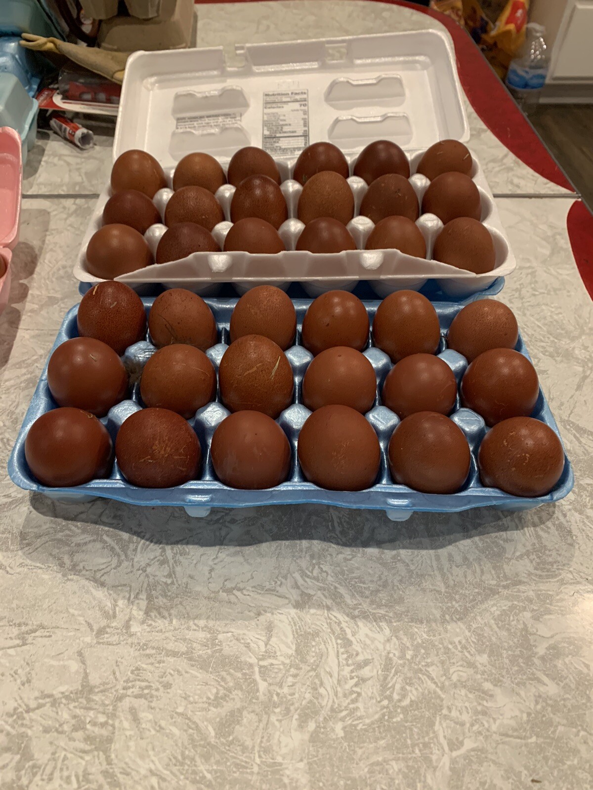 6+ 2 Black Copper Maran Hatching Eggs