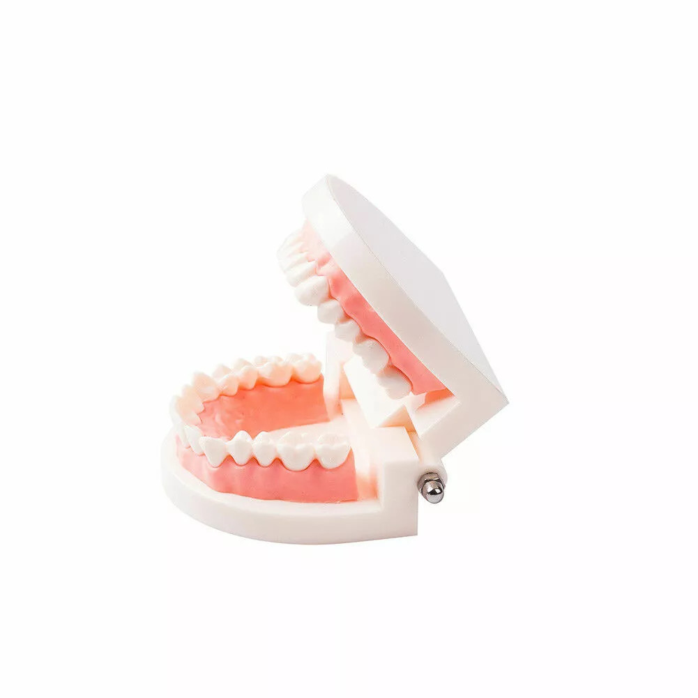 Dental Demonstration Standard Adult Teeth Model
