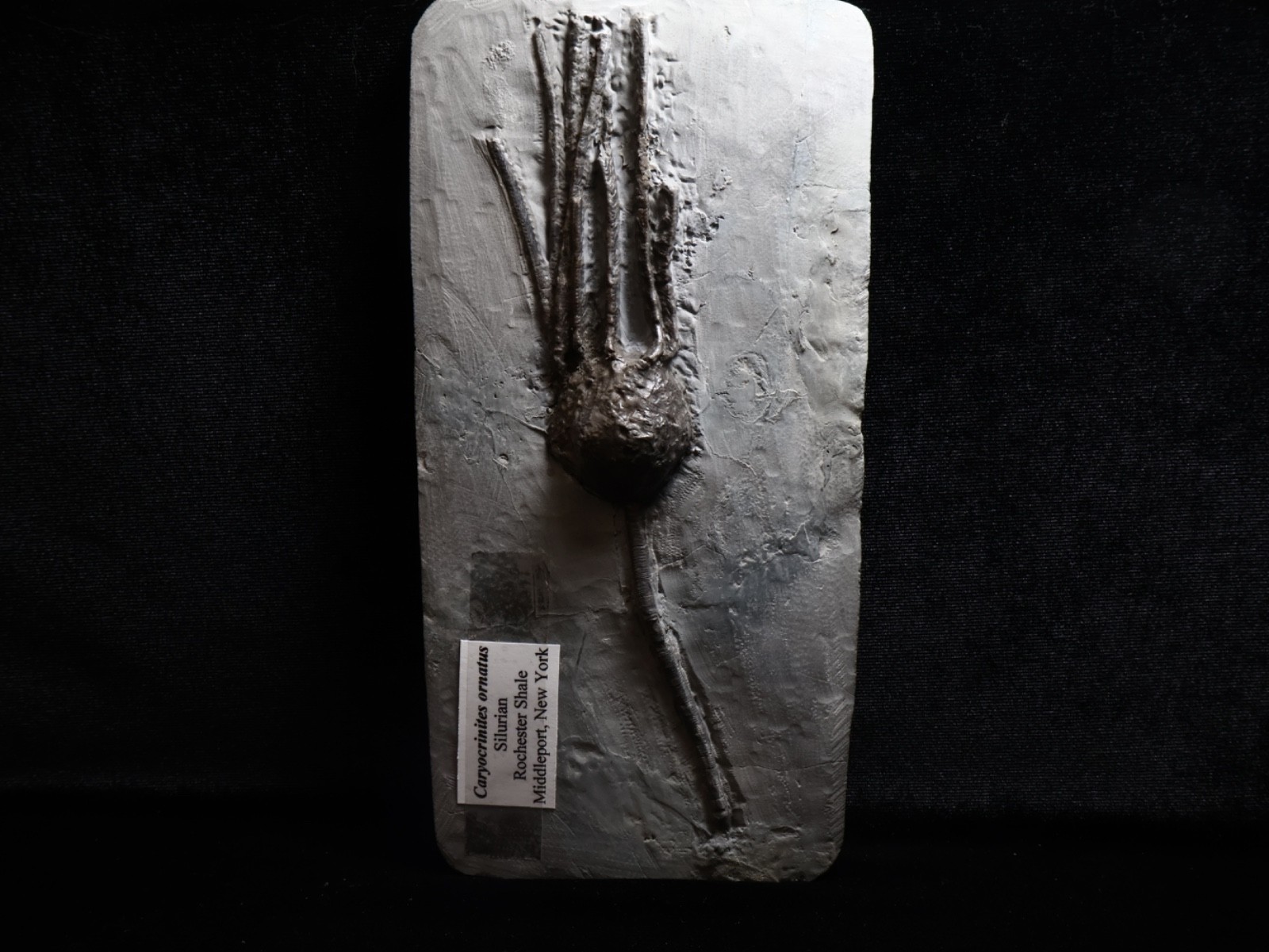Stately Caryocrinites ornatus Fossil, Crinoid Relation, Middleport, New York