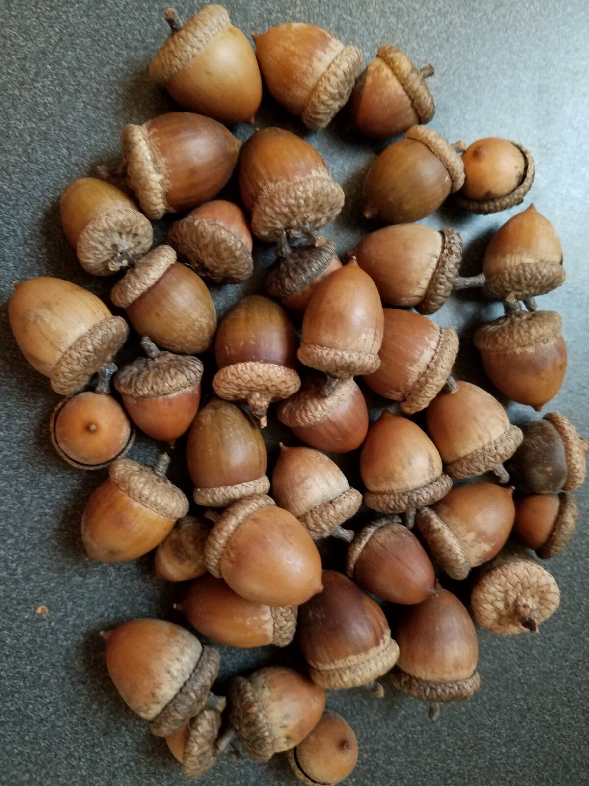 From the Ozarks, 40+ dried acorns WITH caps for crafts, Natural buffed finish
