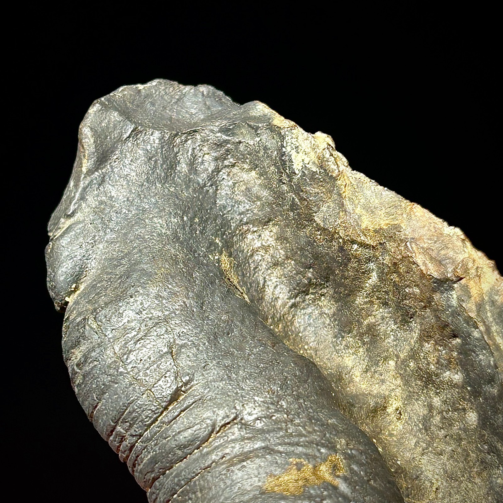 Fossilized Tympanic Bulla Cetacean Ear Bone Fossil 3.87" Pliocene Era Whale