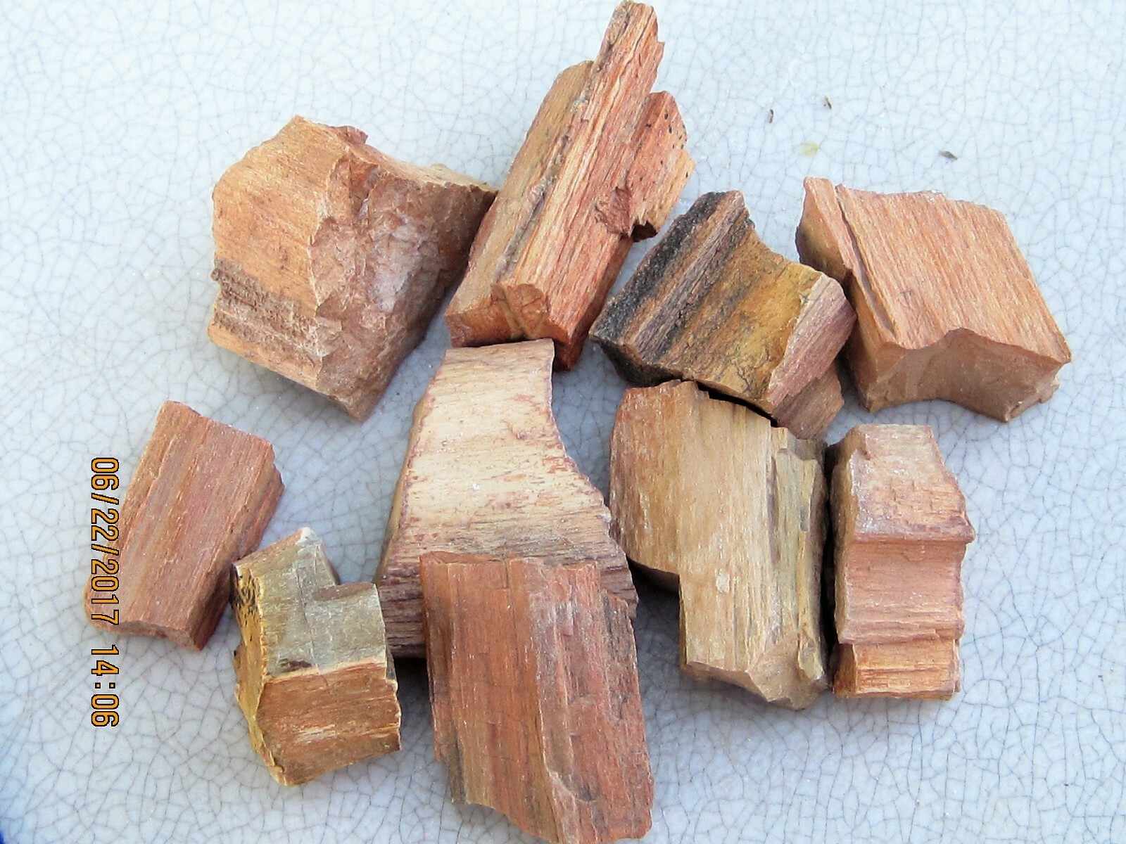 LOT OF 250 FOSSILS 25 of 10 DIFFERENT WHOLESALE