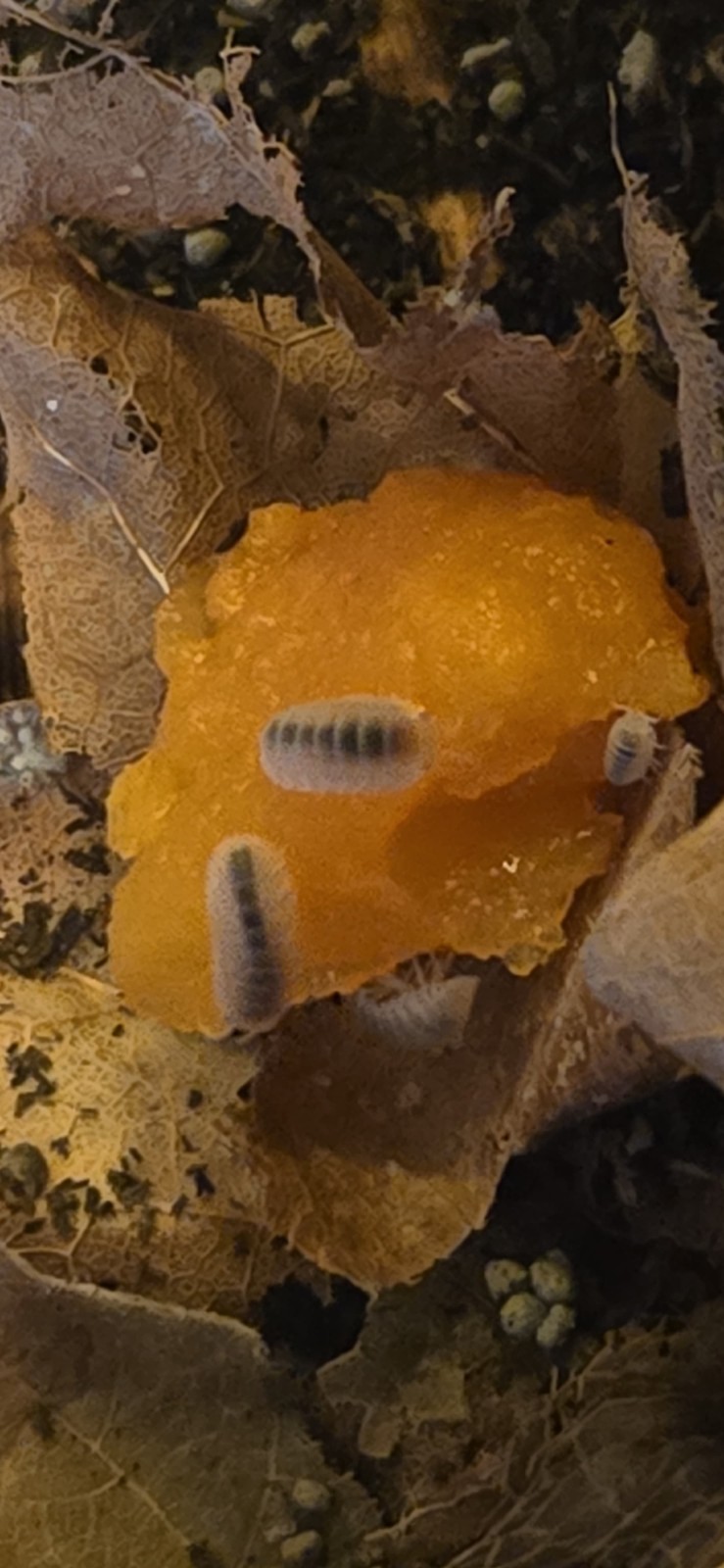 Papaya Isopods (Cubaris Murina) 10+2 **Juveniles**