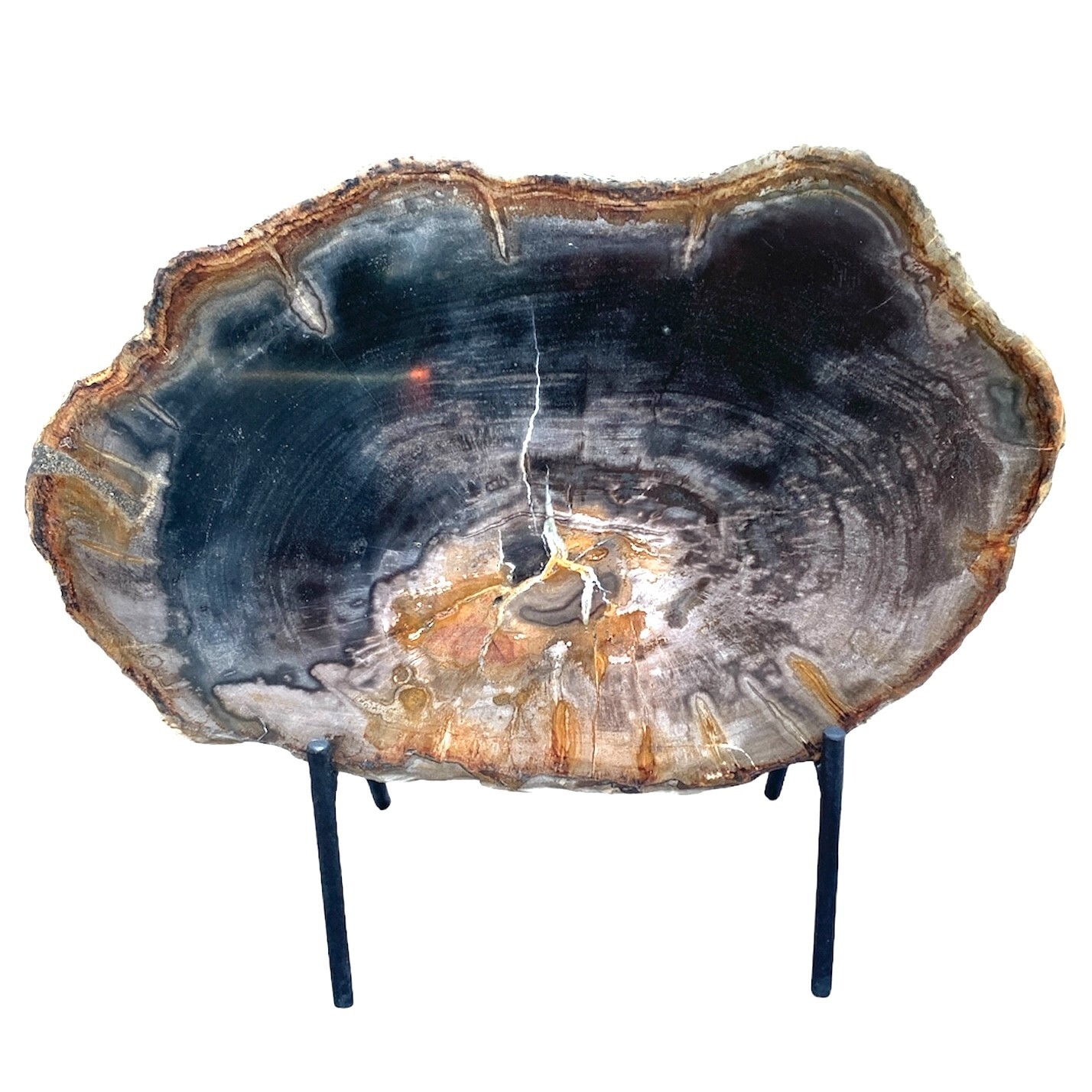 Very Beautiful Slice Of Petrified Wood On Its Stand