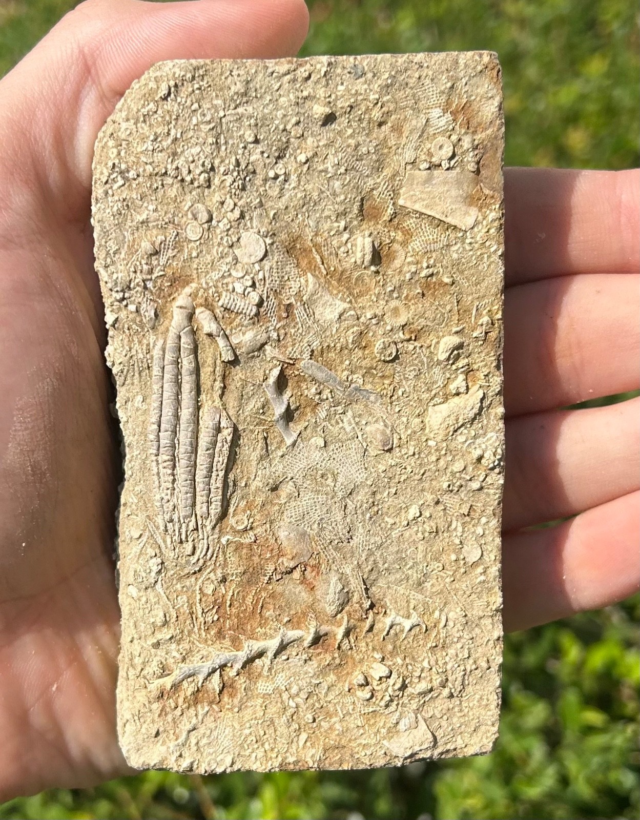 Fossil Crinoid in Matrix Aphelecrinus bayense Rare Alabama Mississippian Age