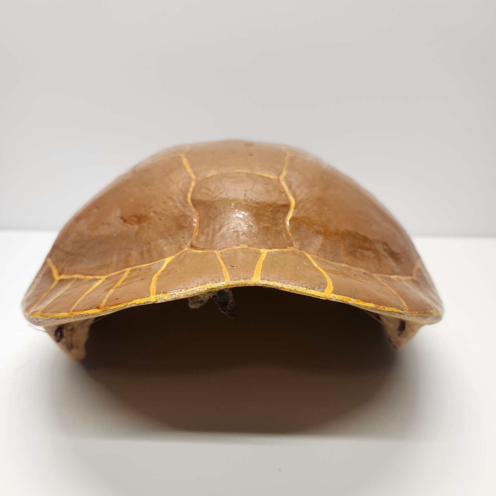 Vintage Real Turtle Shell Carapace 14 x 8" Taxidermy Curio Specimen Painted