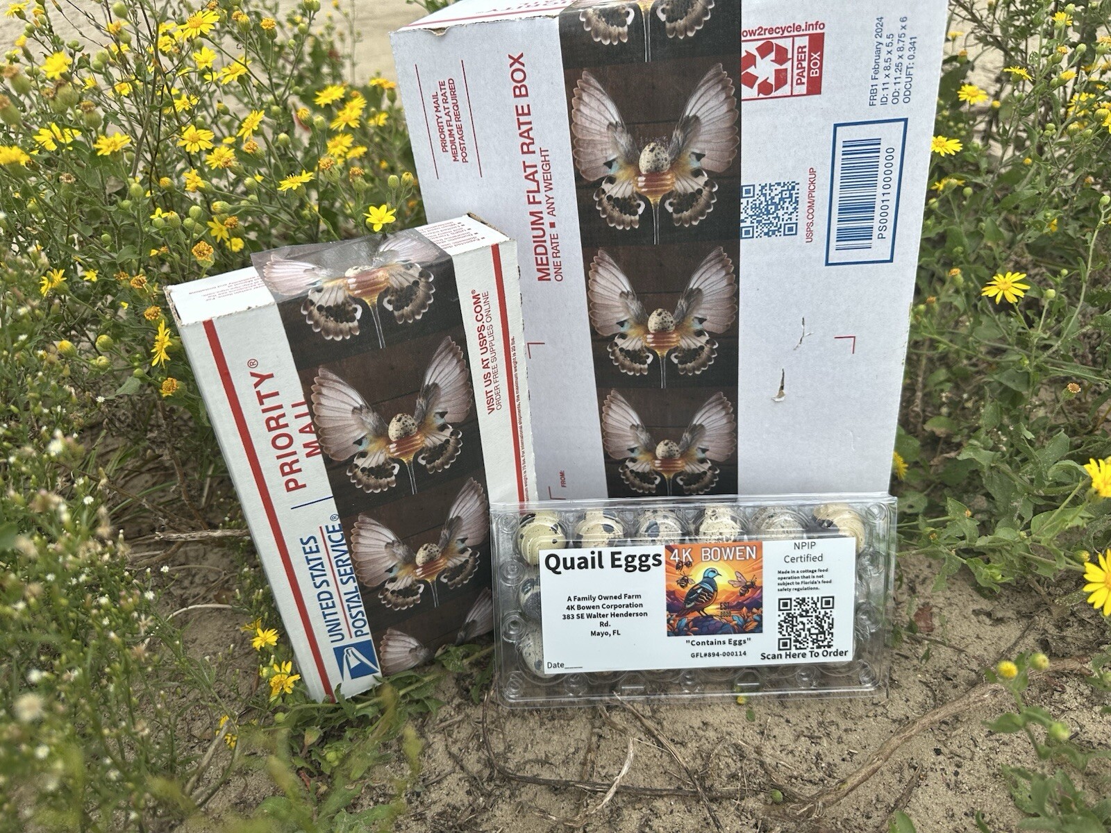 36 Coturnix Quail Fertile Hatching Eggs, NPIP Certified Game Farm