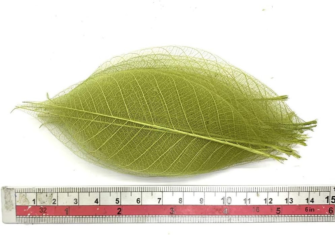 100 Pcs 4-5 Inch Olive Green Skeleton Leaves Rubber Tree Natural Scrapbook Cr...